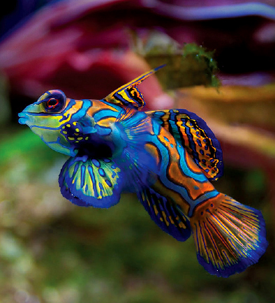 Fish